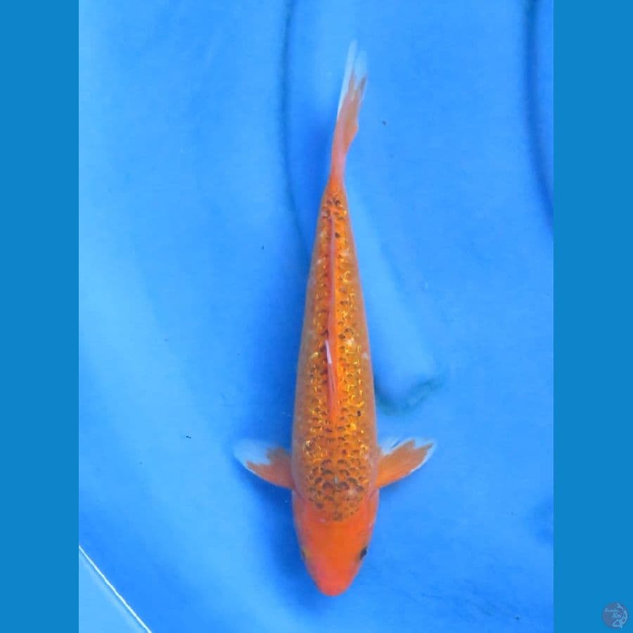 32cm - Matsuba Ginrin