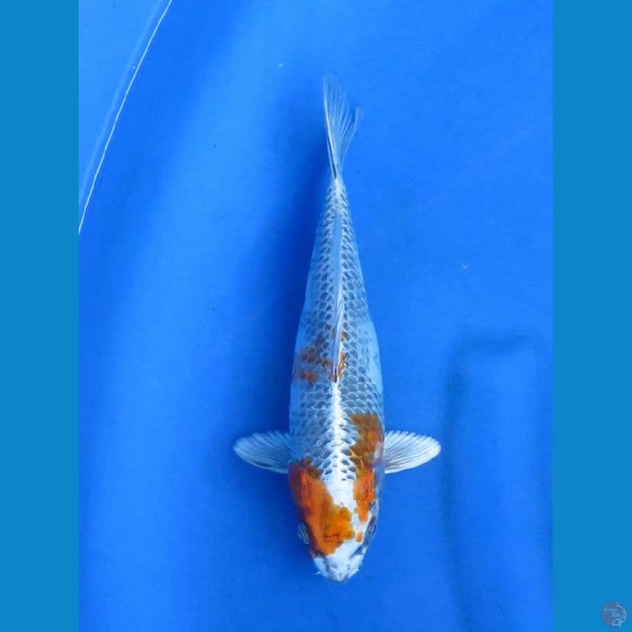 24cm - Kin Showa