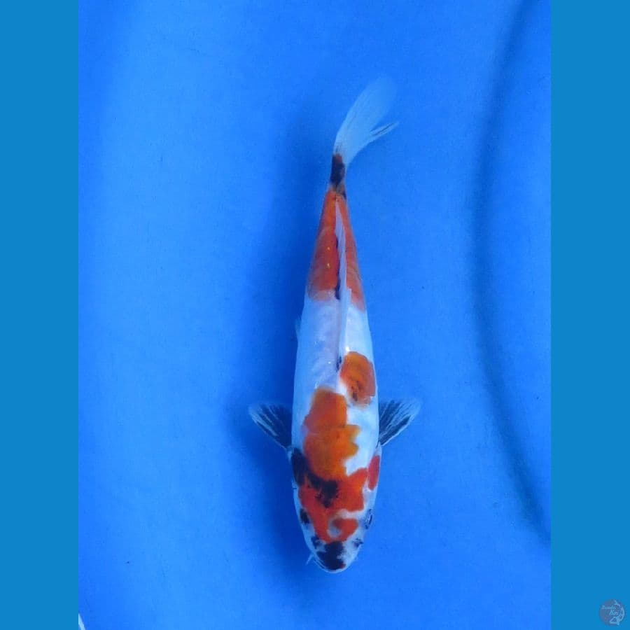 20cm - Showa Doitsu