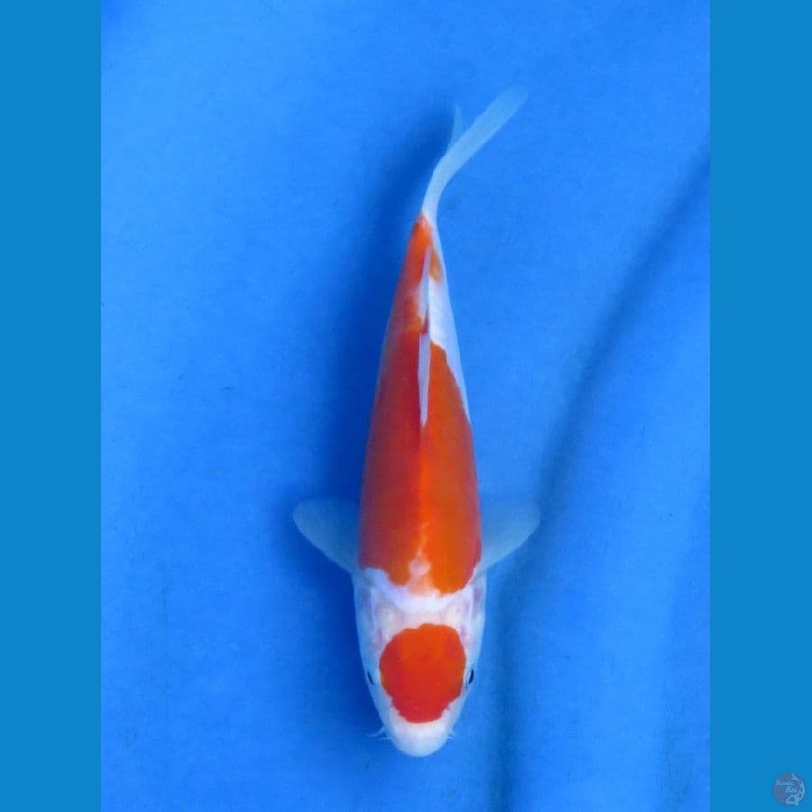 18cm - Doitsu Murni