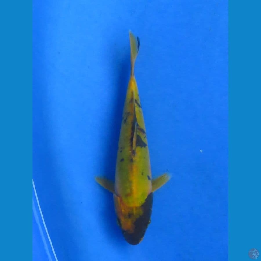17cm - Ki Utsuri Doitsu