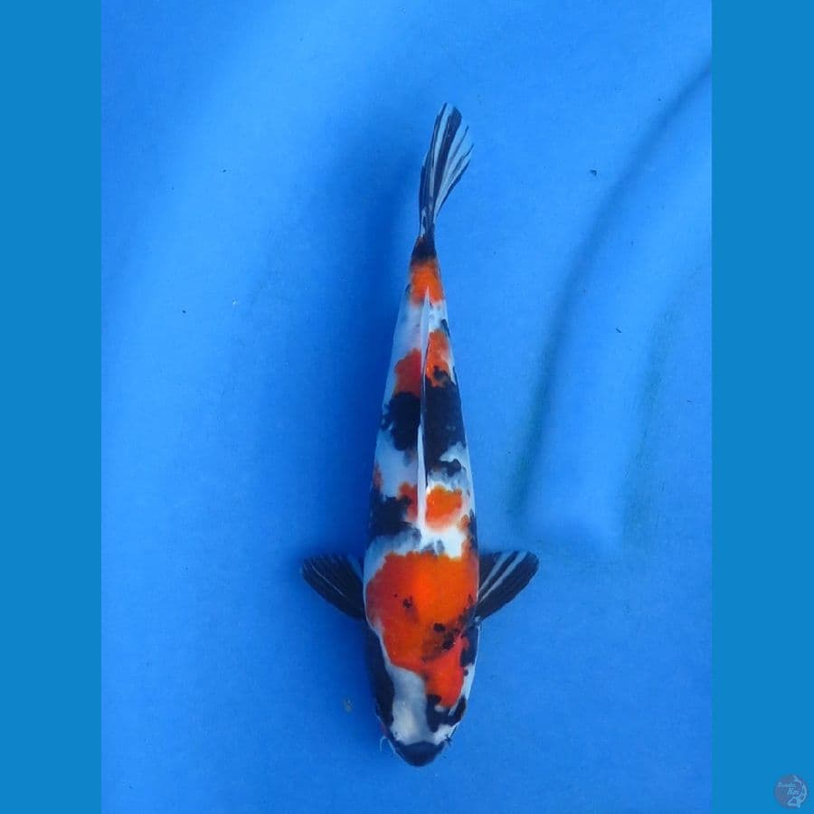 24cm - Showa Tategoi