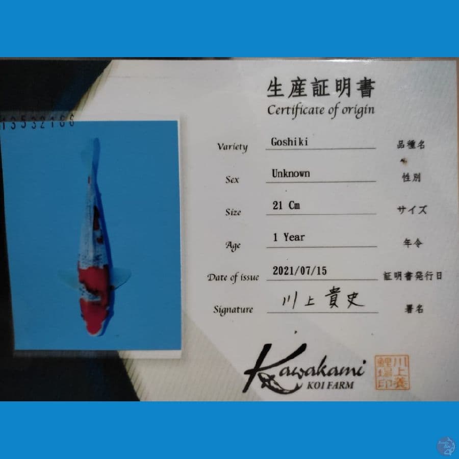 Goshiki Kawakami 30up