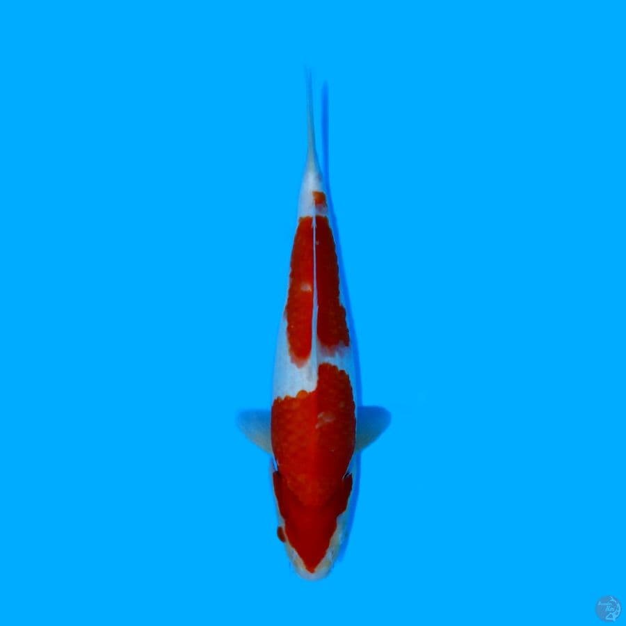 KOHAKU 33CM - FEMALE