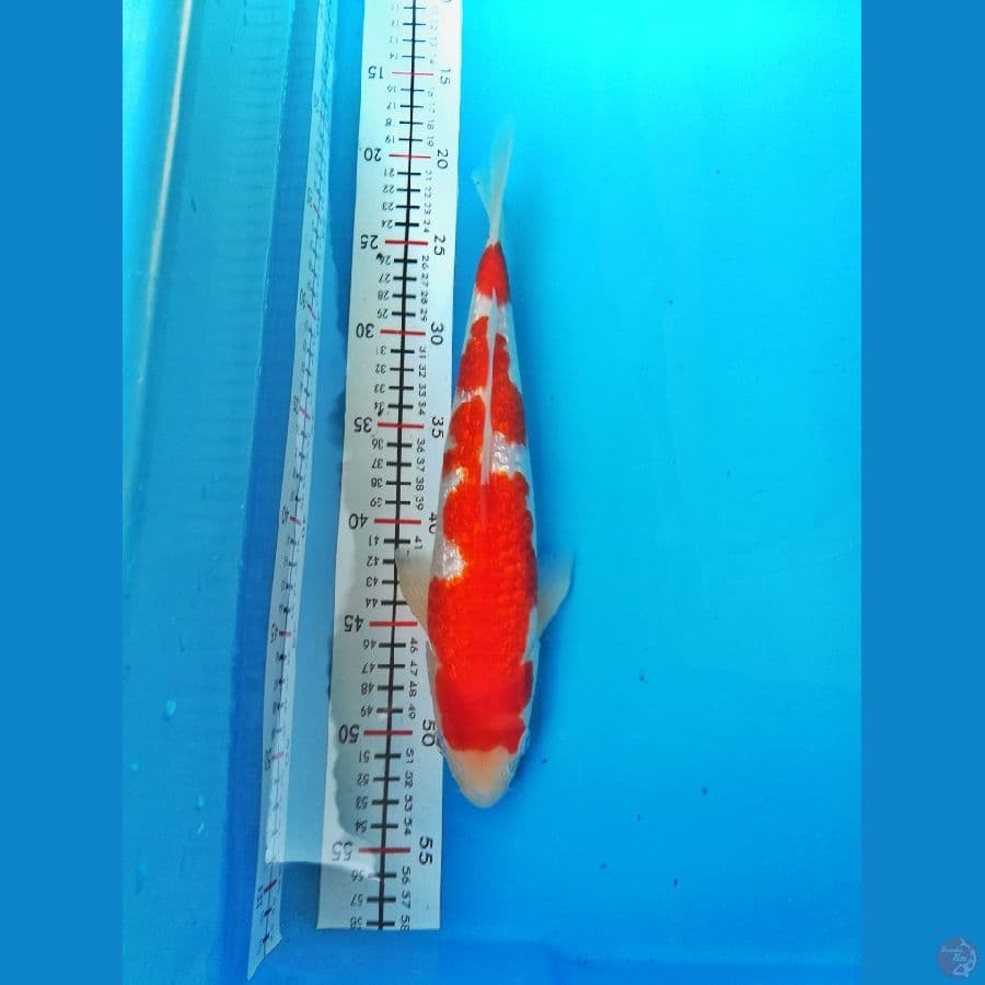 Ginrin Male