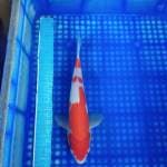 Kohaku 33cm