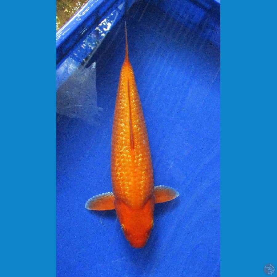 red karashi ±40cm