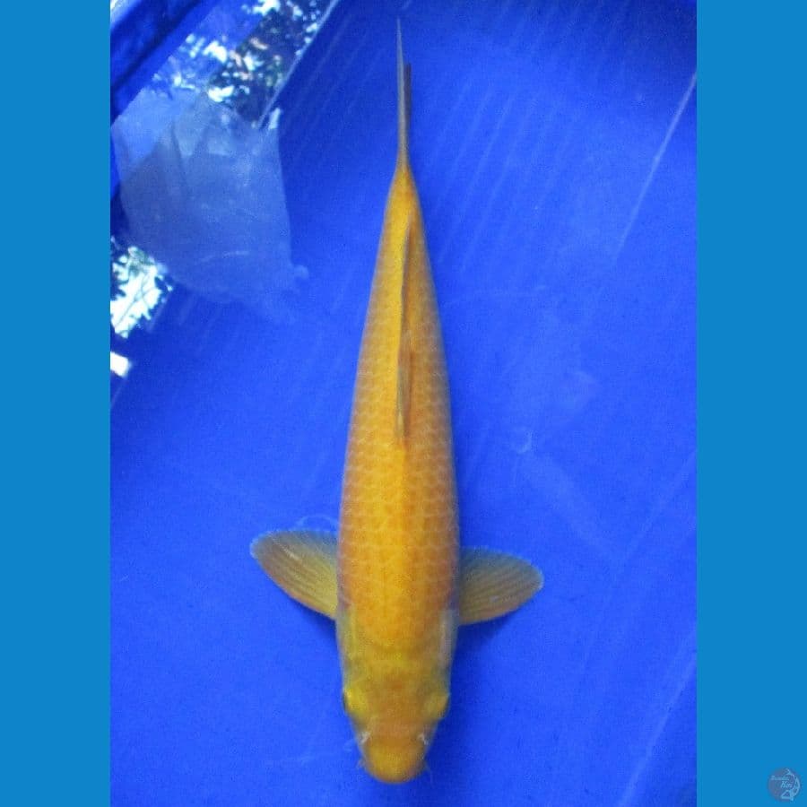 karashi ±37cm red eye's