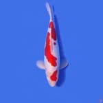 KOHAKU DOITSU SQ •28 cm ORIGINAL•