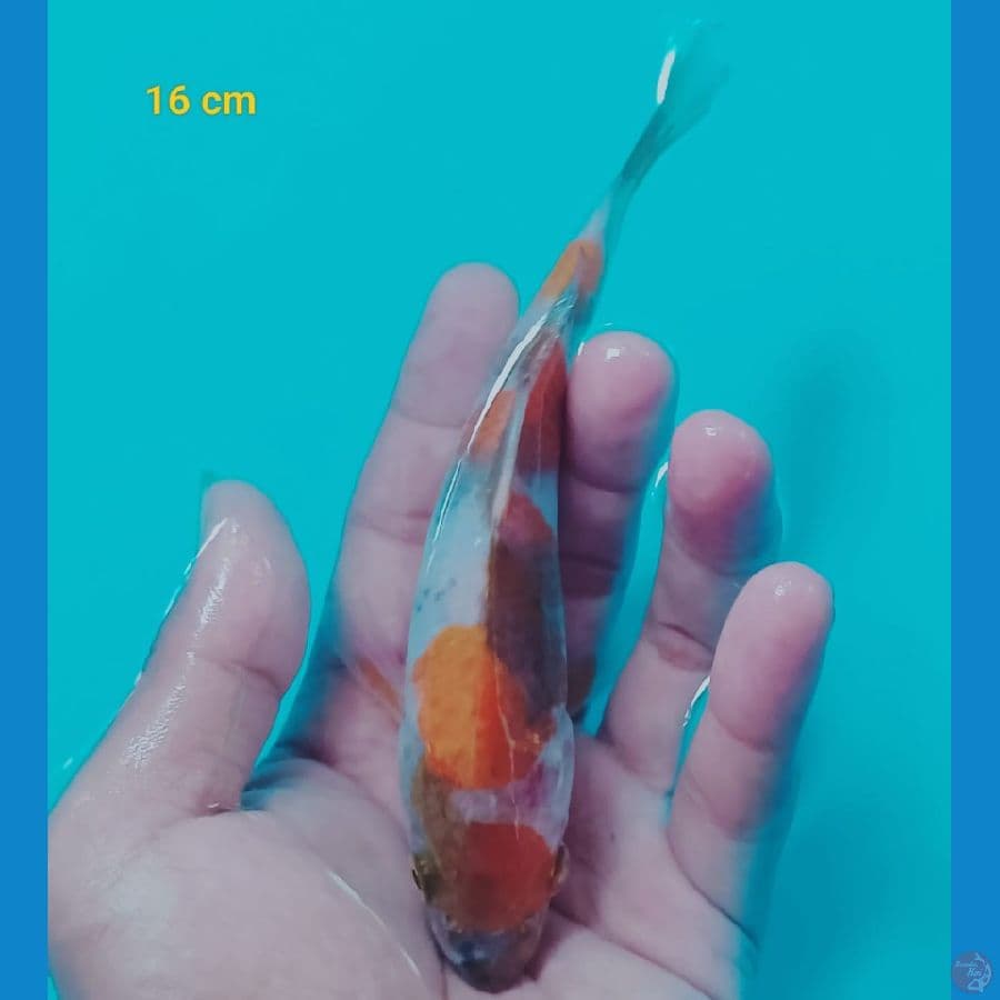 maruten showa 16 cm