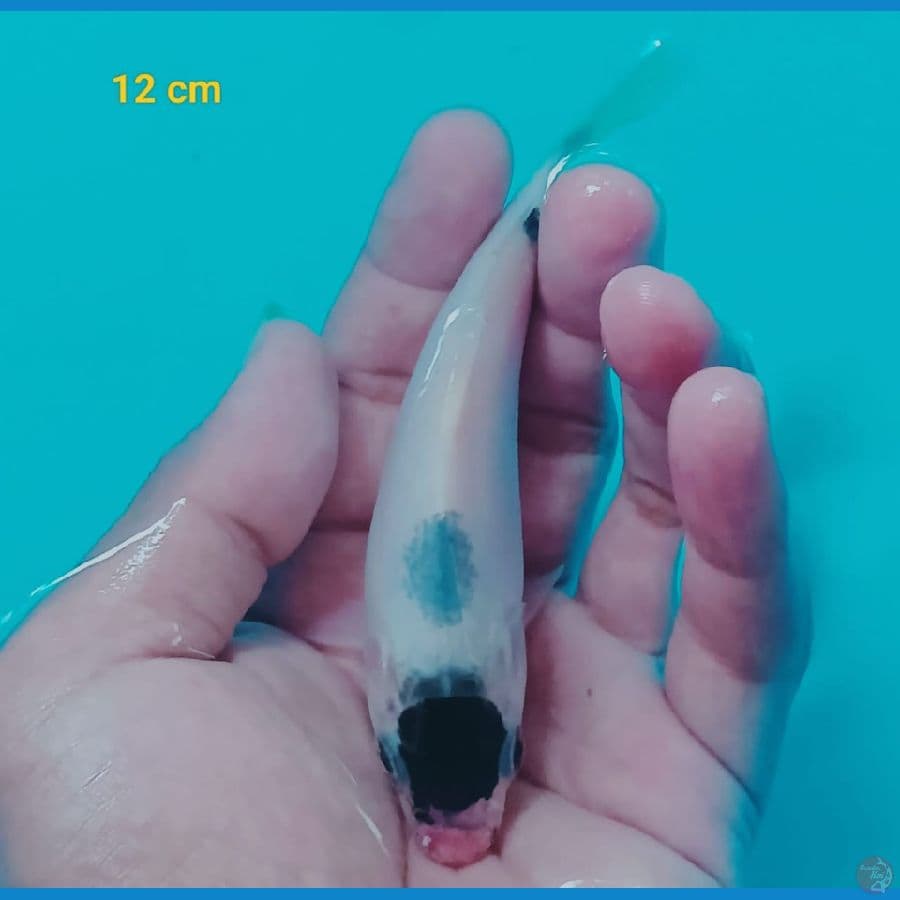 tancho showa ori 12 cm