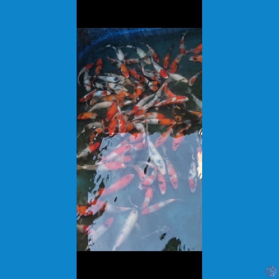 Showa 15-21cm 70 ekor