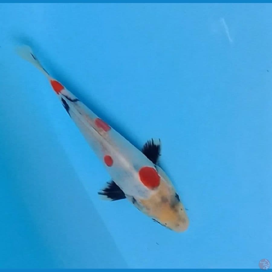 tategoi showa doitsu