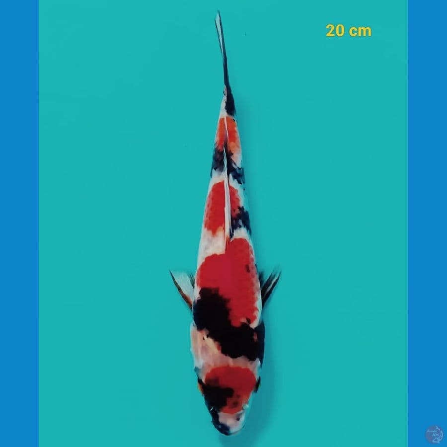 maruten showa 18 cm