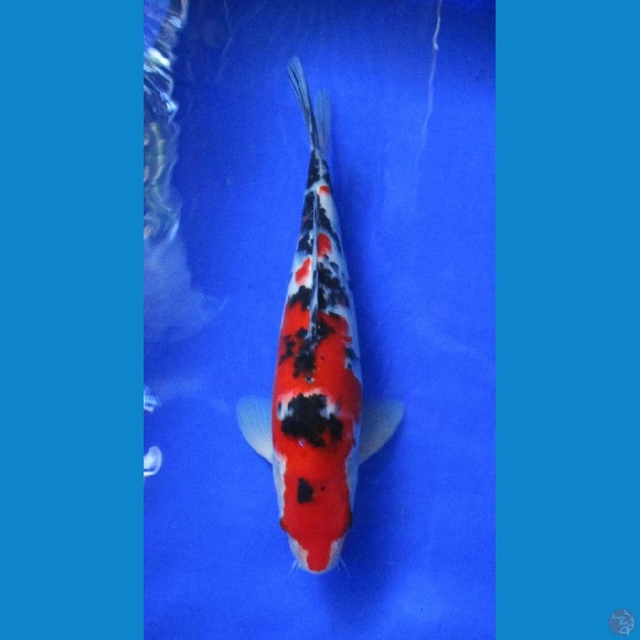 sanke ±37cm jantan