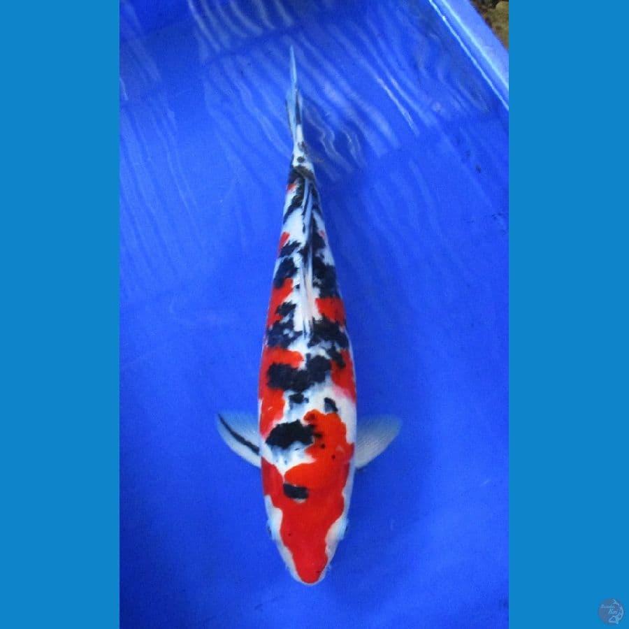 sanke ±40cm
