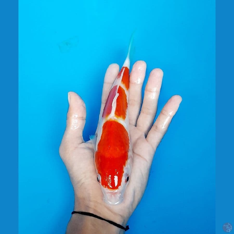 kohaku 22cm