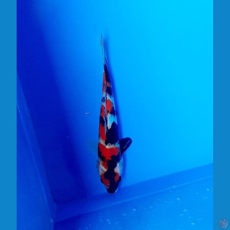 showa 25cm
