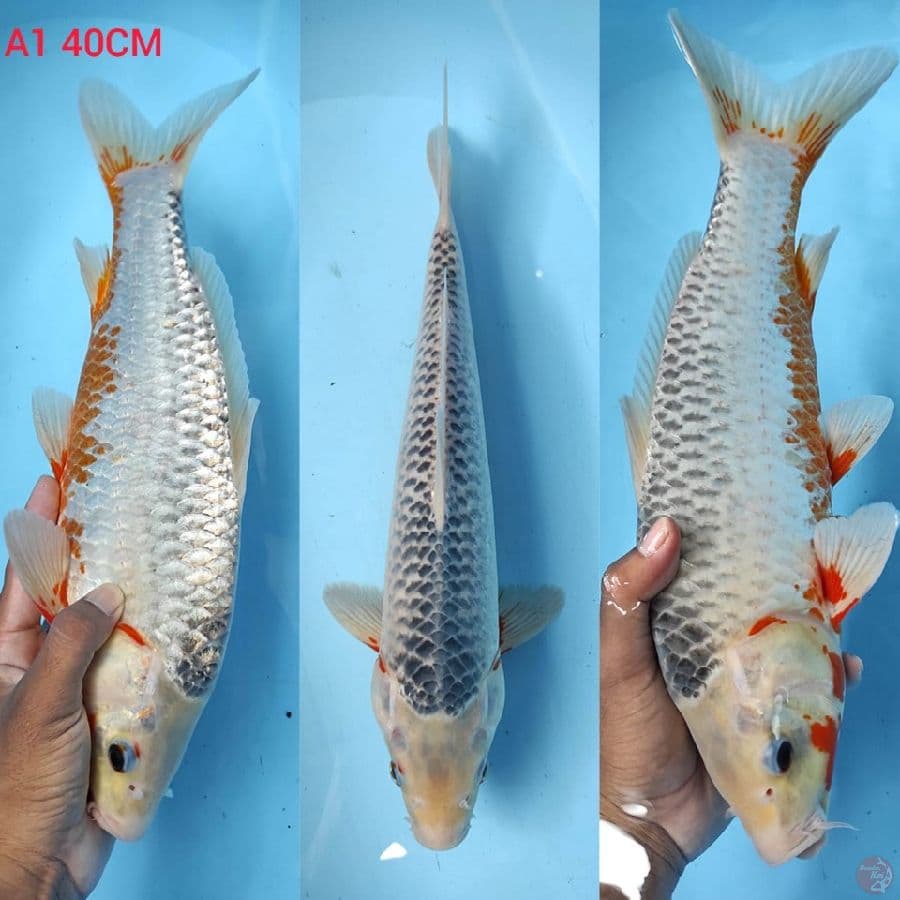 ASAGI SIZE 40CM