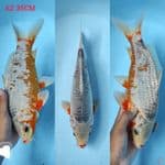 asagi 35cm