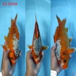 asagi bulky 33cm