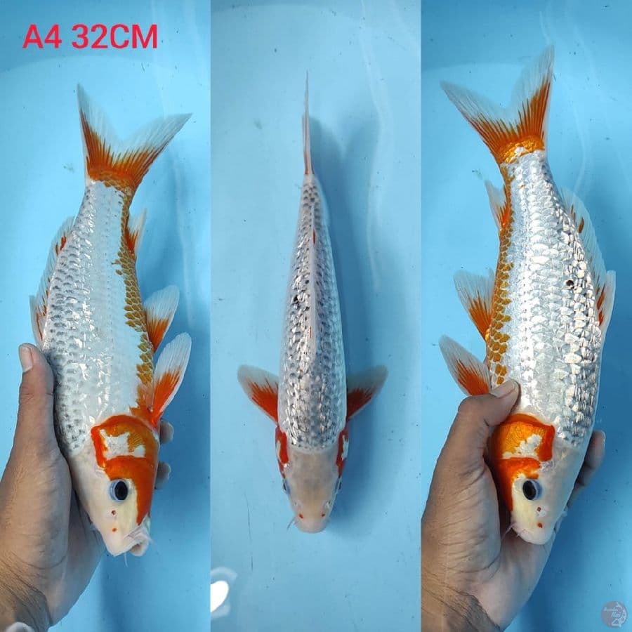asagi full ginrin 32cm