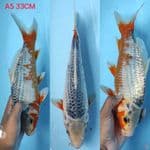 asagi 33cm