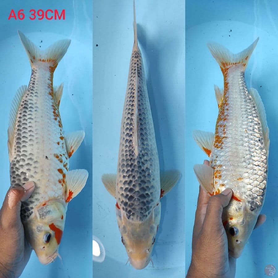 asagi 39cm