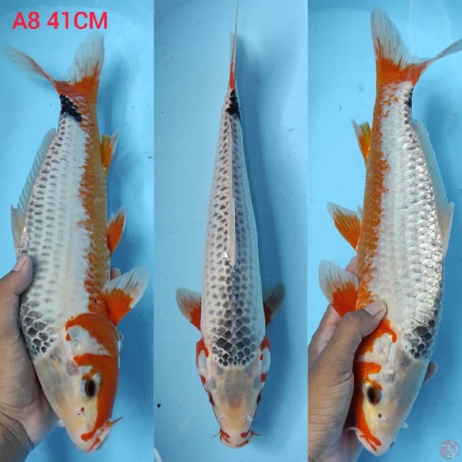 asagi 41cm