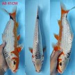 asagi 41cm
