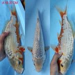 asagi 37cm