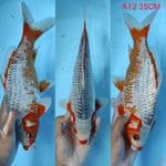 asagi 35cm