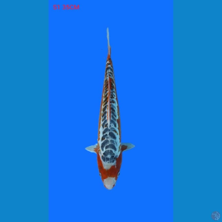 hanasusui 35cm