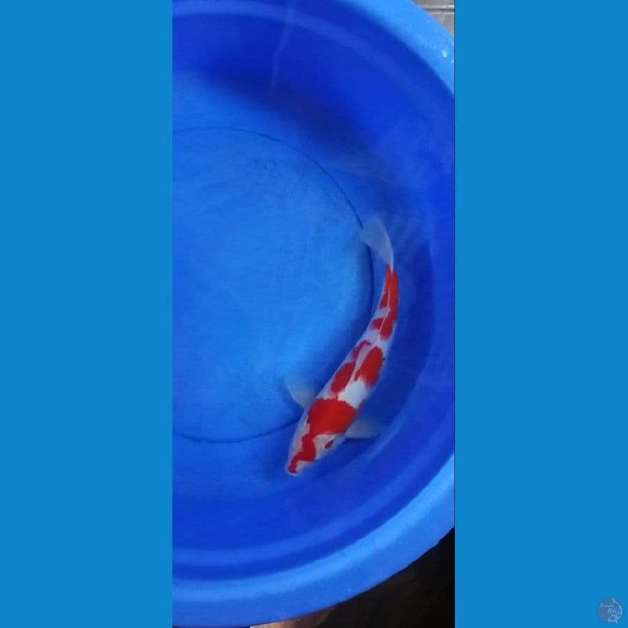 KOHAKU
