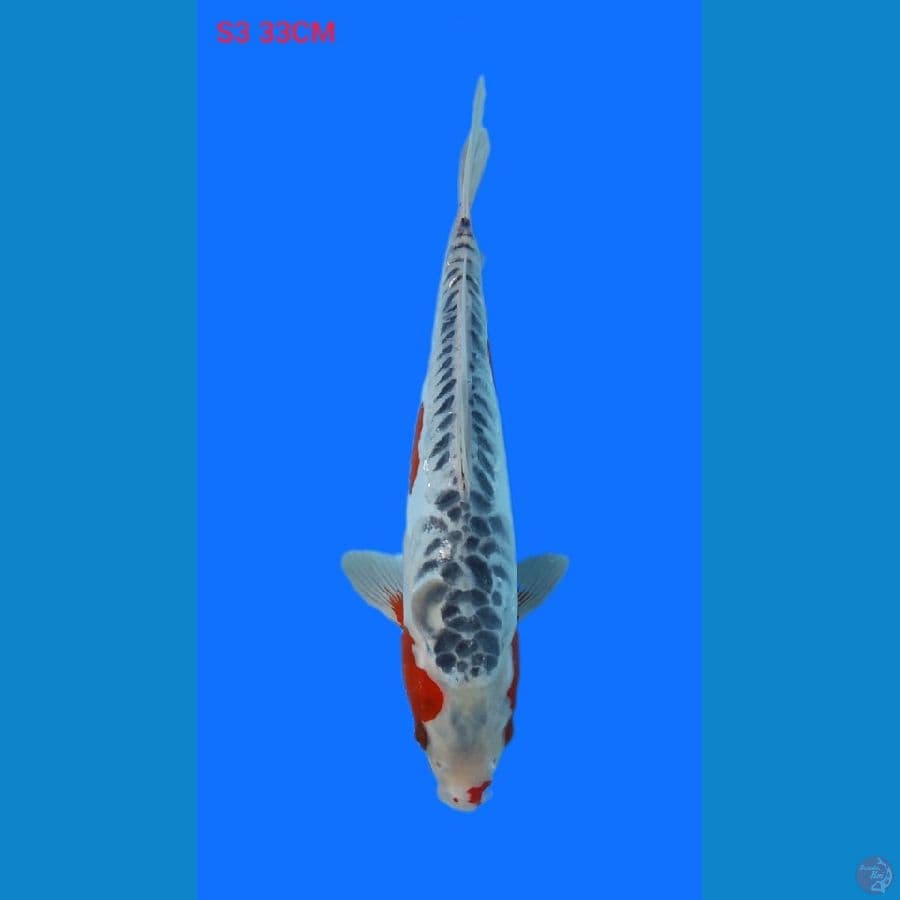 shusui 33cm