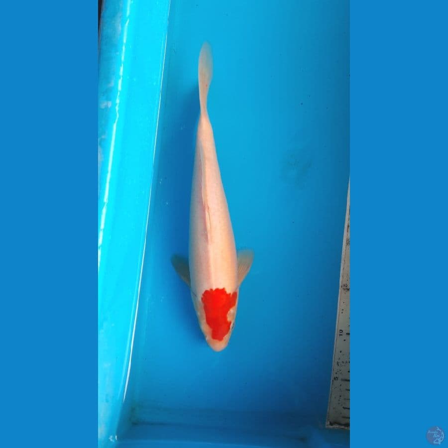 tancho kohaku