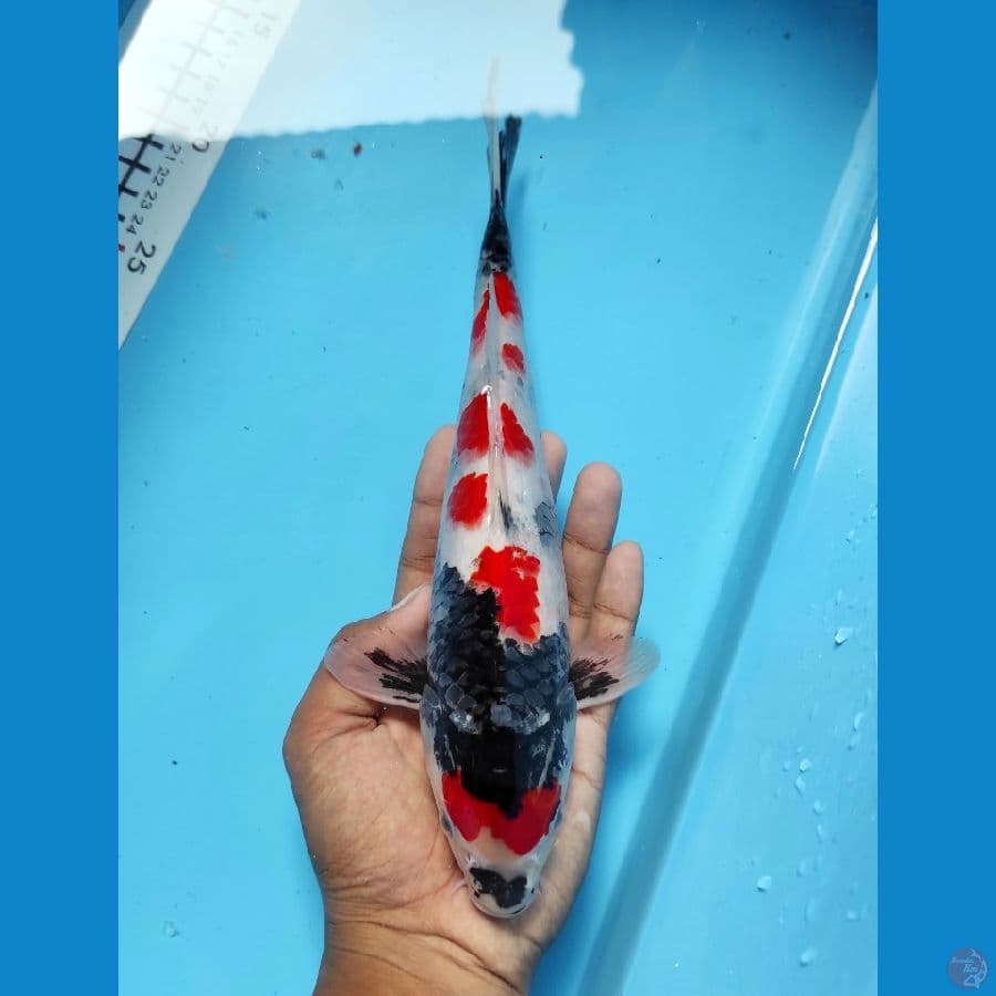 Maruten Showa 27CM - Original