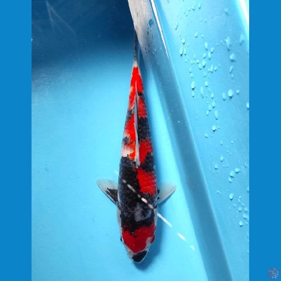 Showa 23CM - Original Patern