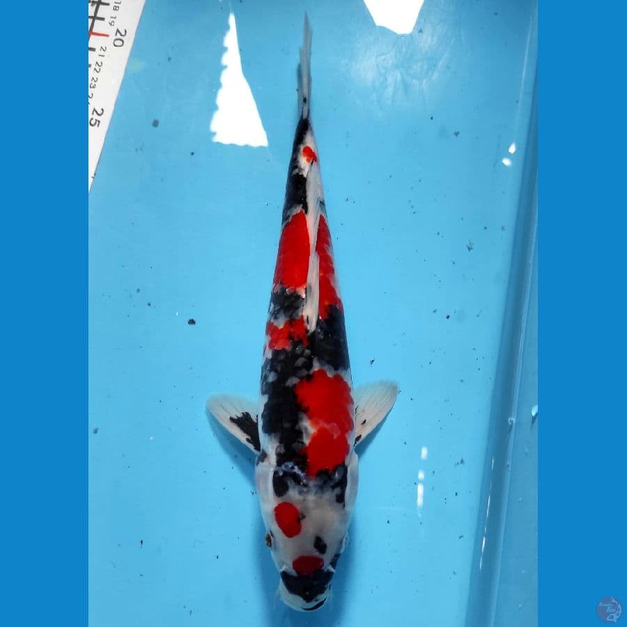 Showa 28CM - Original Patern