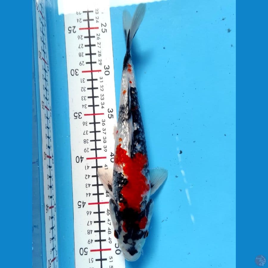 Showa Ginrin 27CM - Original Patern