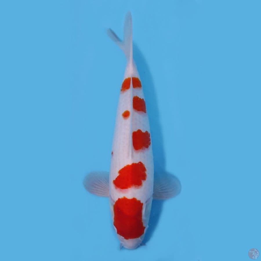 KOHAKU SAKURA KUALITAS HQ~38CM/FEEMALE~
