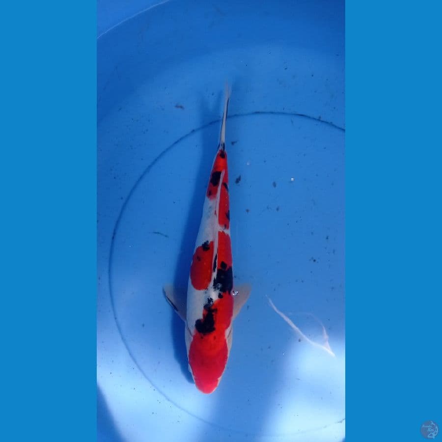~SANKE DOITSU 31cm~