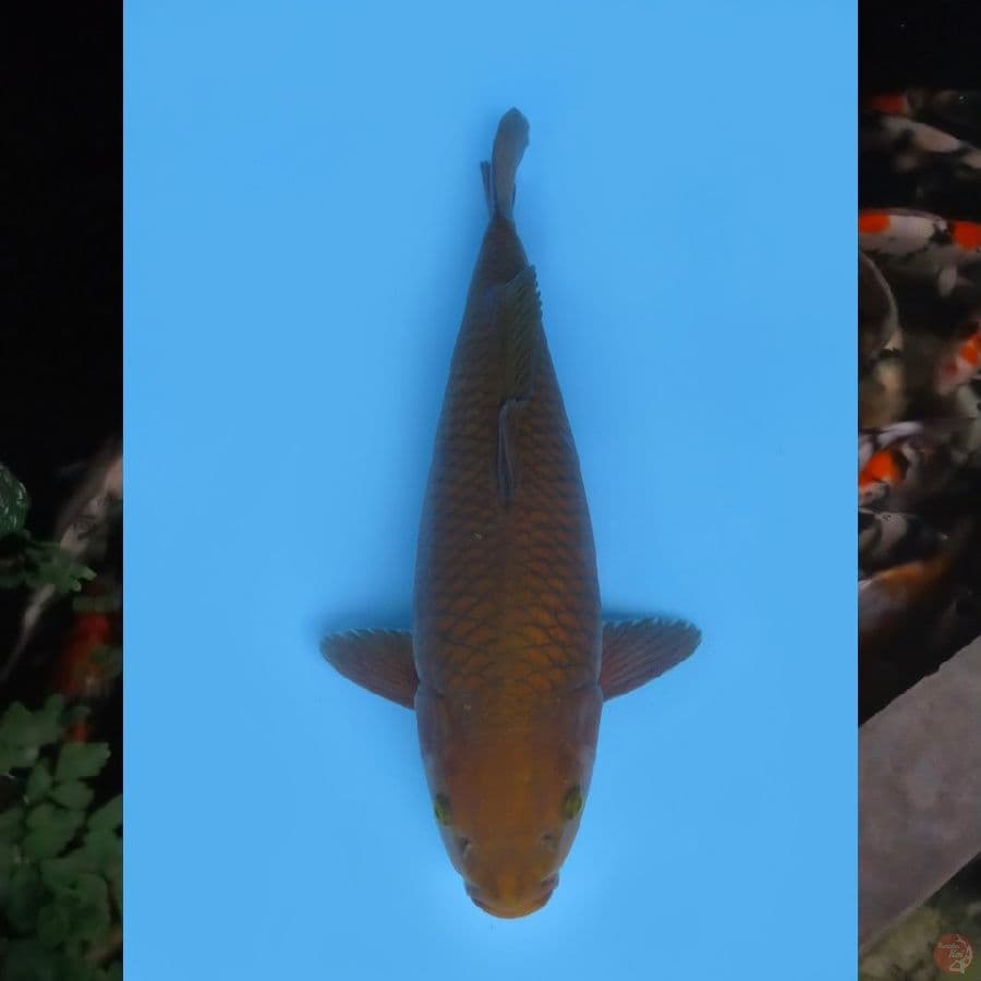 39cm , JT Chagoi Tembaga , ml