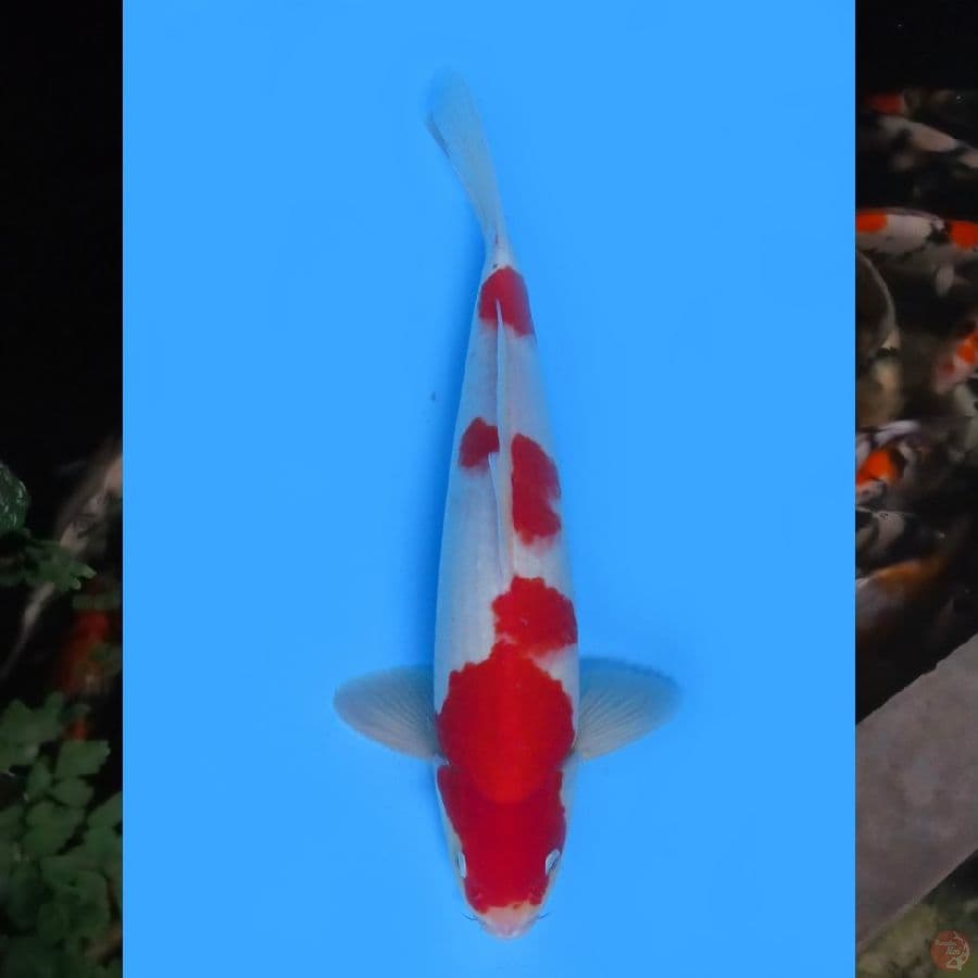 39cm , Red Kohaku ,ml