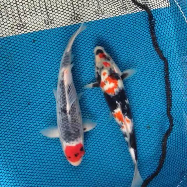 Showa dan Tancho goshiki