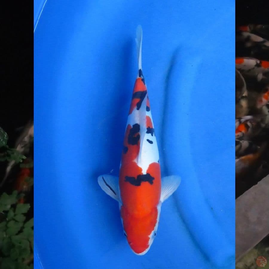 33cm , Sanke Doitsu Murni, ml