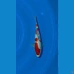 Kohaku 29cm