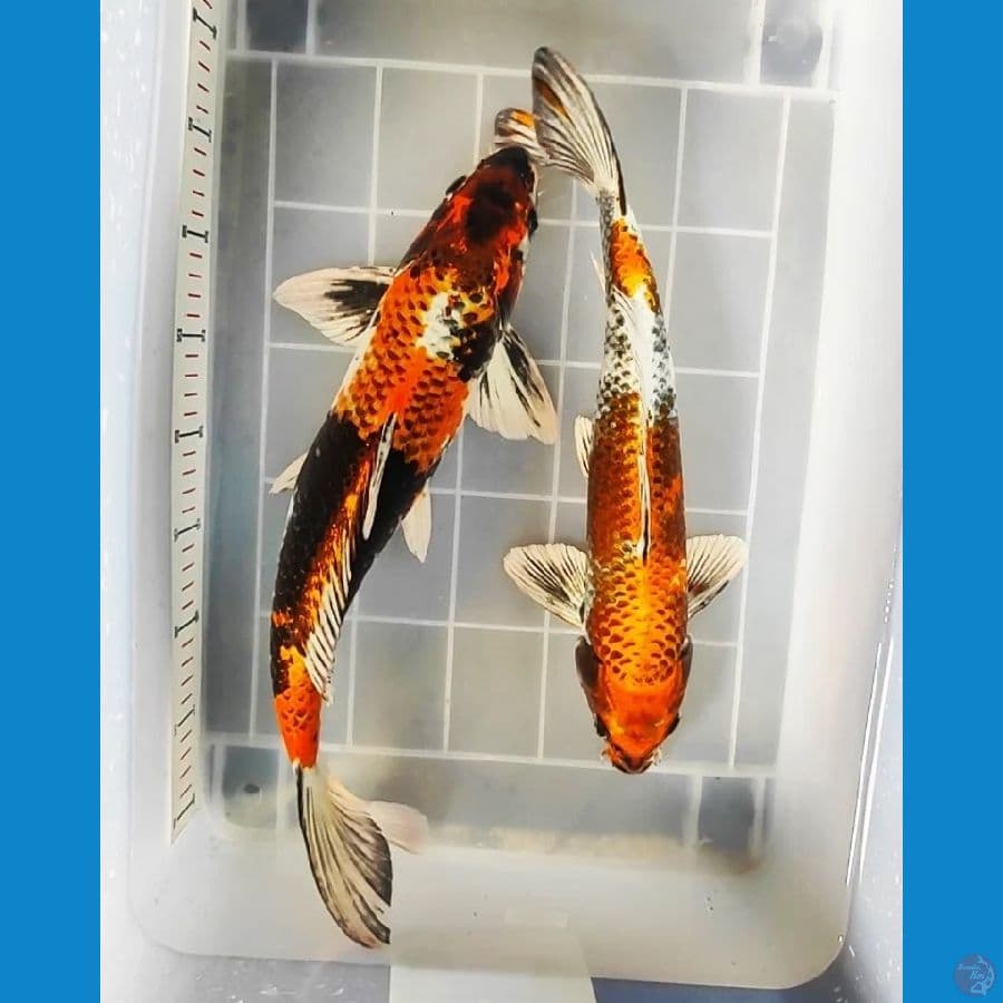kin Showa 40 - 45CM 