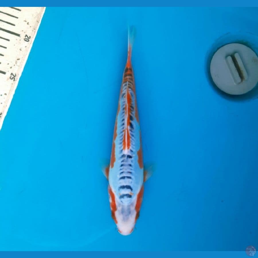 Shusui 25cm