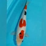 Kindai Showa 40cm